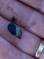 Bithynia tentaculata