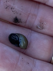 Bithynia tentaculata