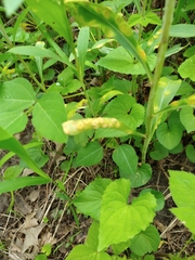 Puccinia mariae-wilsoniae
