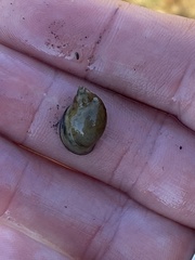 Bithynia tentaculata