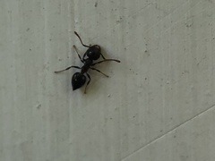 Crematogaster cerasi