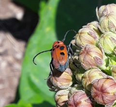 Tetraopes tetrophthalmus