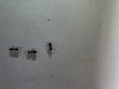 Crematogaster cerasi