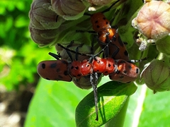 Tetraopes tetrophthalmus