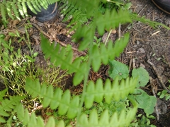 Pteridium aquilinum