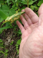 Puccinia mariae-wilsoniae