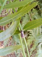 Pantomorus albosignatus