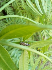 Pantomorus albosignatus