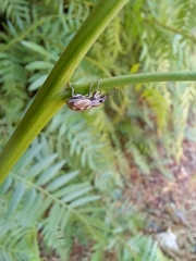 Pantomorus albosignatus