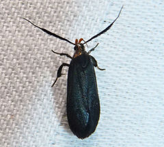 Dichomeris nonstrigella