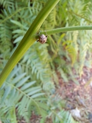 Pantomorus albosignatus