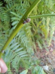 Pantomorus albosignatus