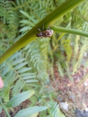 Pantomorus albosignatus