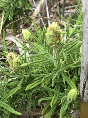 Lavandula viridis