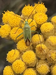 Thiomiris sulphureus