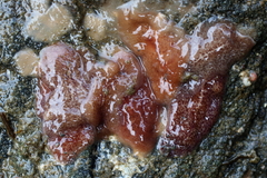 Kaburakia excelsa