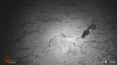 Mephitis macroura milleri