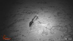 Mephitis macroura milleri