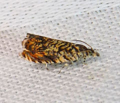 Dichrorampha leopardana