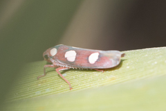 Tettisama quinquemaculata