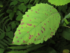 Mycosphaerella impatientis