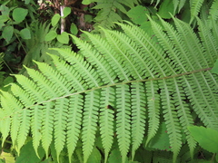 Deparia
