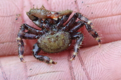 Hapalogaster mertensii
