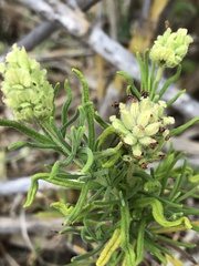 Lavandula viridis