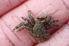 Hapalogaster mertensii
