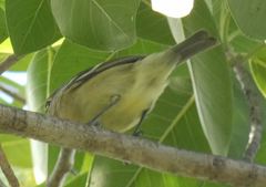 Vireo crassirostris