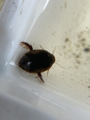 Thermonectus
