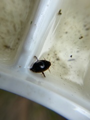 Thermonectus