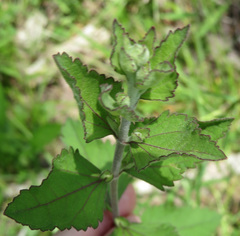 Eupatorium rotundifolium