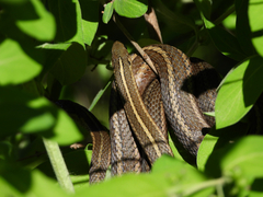 Thamnophis brachystoma