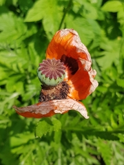 Papaver orientale