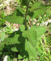 Eupatorium rotundifolium