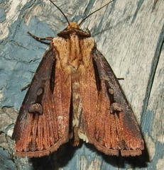 Agrotis volubilis