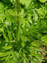 Papaver orientale