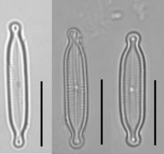 Encyonopsis hustedtii