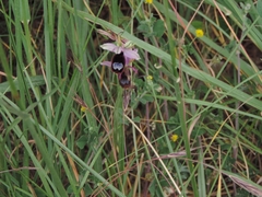 Ophrys bertolonii bertolonii