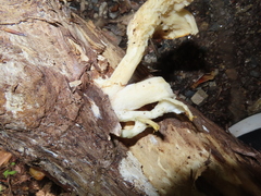 Pleurotus levis