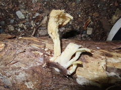 Pleurotus levis
