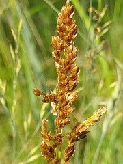 Anthoxanthum repens