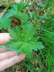 Geranium palustre