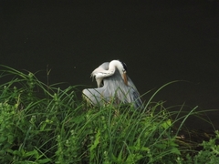 Ardea cinerea