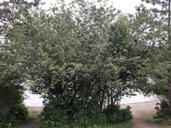 Crataegus okanaganensis