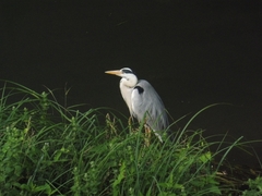 Ardea cinerea