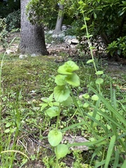Triodanis perfoliata