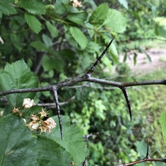 Crataegus okanaganensis