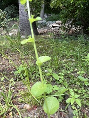 Triodanis perfoliata